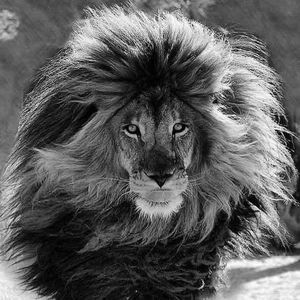 Meet your Posher, Carol